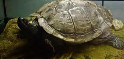 Veterina za velike zivali